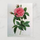 Suche nach durch pierre joseph redoute postkarten Rose