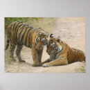 Suche nach bengal tiger poster Rajasthan