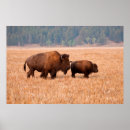 Suche nach amerikanischer bison poster Kuh