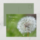 Suche nach dandelions postkarten Blume