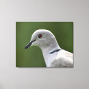 Suche nach weiße tauben leinwandbilder Vogelbeobachtung