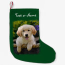Suche nach goldies Golden retriever