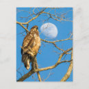 Suche nach mond postkarten Adler