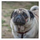 Suche nach mops fliesen Tiere