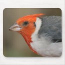 Suche nach kardinal vogel mousepads Fotografie