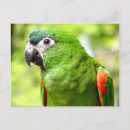 Suche nach wilde papageien postkarten Vogel
