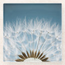 Suche nach samen untersetzer Blume