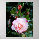 Suche nach red rose poster Roses