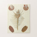 Suche nach seashell puzzle Natur