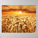 Suche nach wheat field poster Himmel