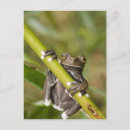 Suche nach amphibien postkarten Zoologie