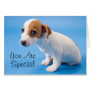 Suche nach jackrussell terrier postkarten Welpe