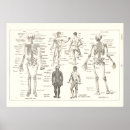 Suche nach vintage skeleton poster Anatomisch