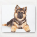 Suche nach german mousepads Rasse