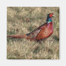 Suche nach fasan magnete Phasianus colchicus