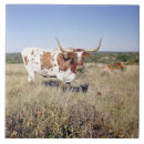 Suche nach longhorn untersetzer Amerika