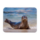 Suche nach robben magnete Strand