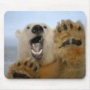 Suche nach eisbär gefährdet mousepads Globale erwärmung