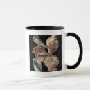 Suche nach sanddollar tassen Seashell