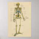 Suche nach skeleton bones kunst Anatomy