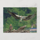 Suche nach eitelkeit postkarten Raubvogel
