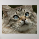 Suche nach hauskatzen poster Säugetier