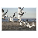 Suche nach tierthemen poster Tiere