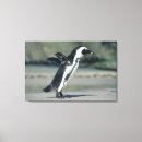 Suche nach pinguin leinwandbilder Strand
