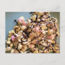 Suche nach weiße schokolade postkarten Süß