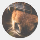 Suche nach pferdeartige aufkleber Reiter