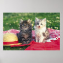 Suche nach decke poster Kätzchen
