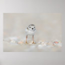 Suche nach niedliche küken poster Tier