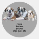 Suche nach stierhund aufkleber Bulldogge