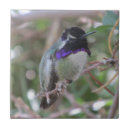 Suche nach kolibri fliesen Natur