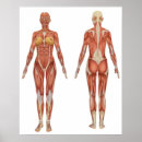 Suche nach abs poster Anatomisch