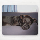 Suche nach schlafenwelpe Hund