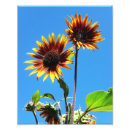 Suche nach rote sonnenblume poster Blumenreich