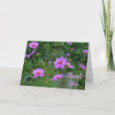 Suche nach cosmos Rosa kosmos