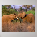 Suche nach kenya poster Animal