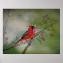 Suche nach cardinal poster Kardinal