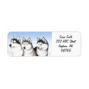 Suche nach heiserer hund Huskies