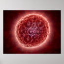 Suche nach embryo poster Medizin