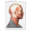 Suche nach muskelfasern postkarten Anatomie des menschen