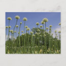 Suche nach engelbrecht postkarten Blume
