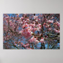 Suche nach kirschblüte blüte poster Jede person
