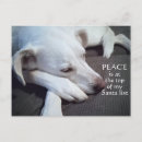 Suche nach labrador welpe postkarten Jede person