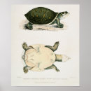 Suche nach schildkröten poster Wasser