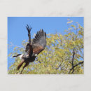 Suche nach harris hawk postkarten Falken