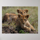 Suche nach african poster Animals