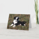 Suche nach collie karten Portrait